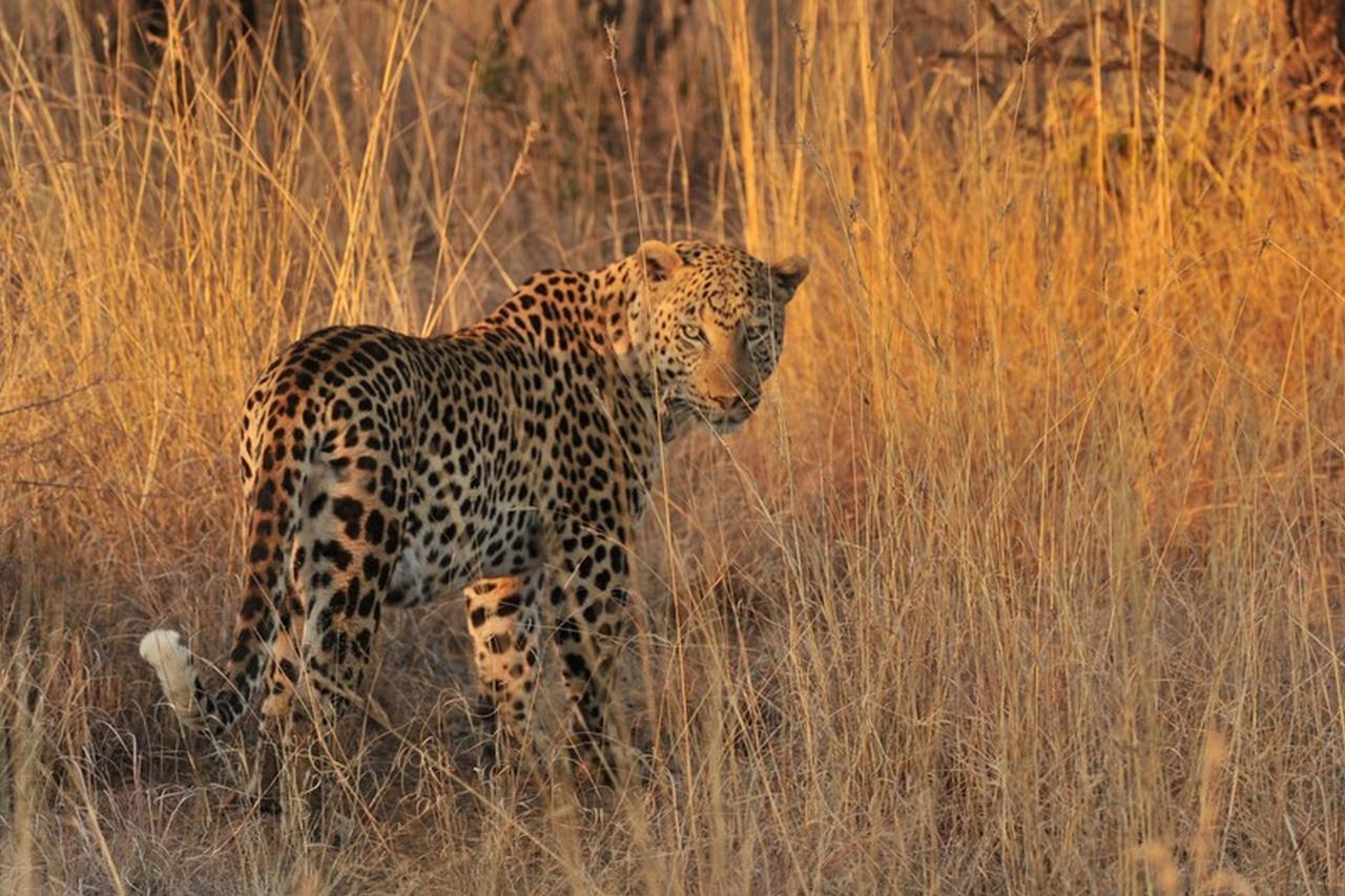 Pilanesberg Private Lodge المظهر الخارجي الصورة