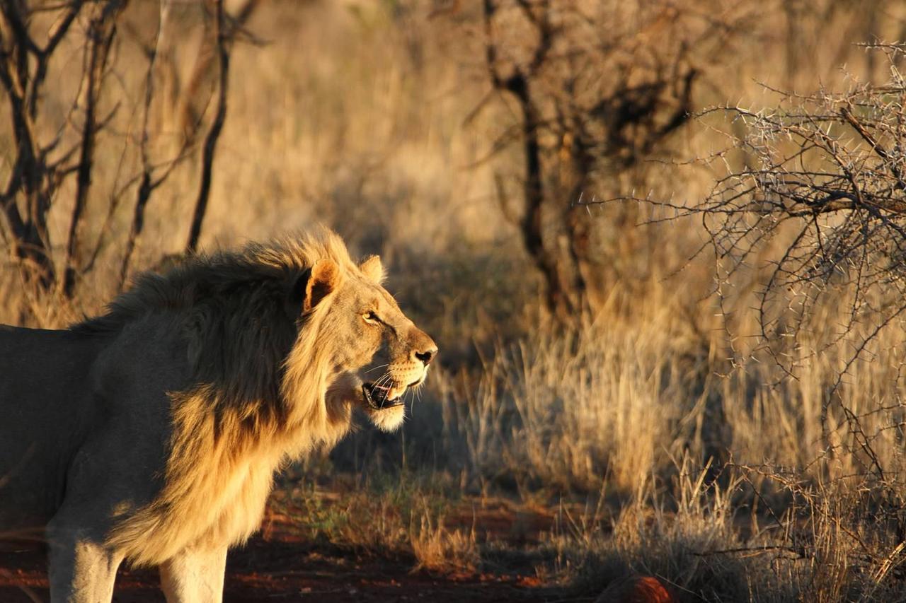 Pilanesberg Private Lodge المظهر الخارجي الصورة